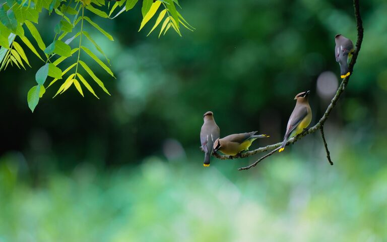 Consejos para principiantes en la observación de aves en el jardín